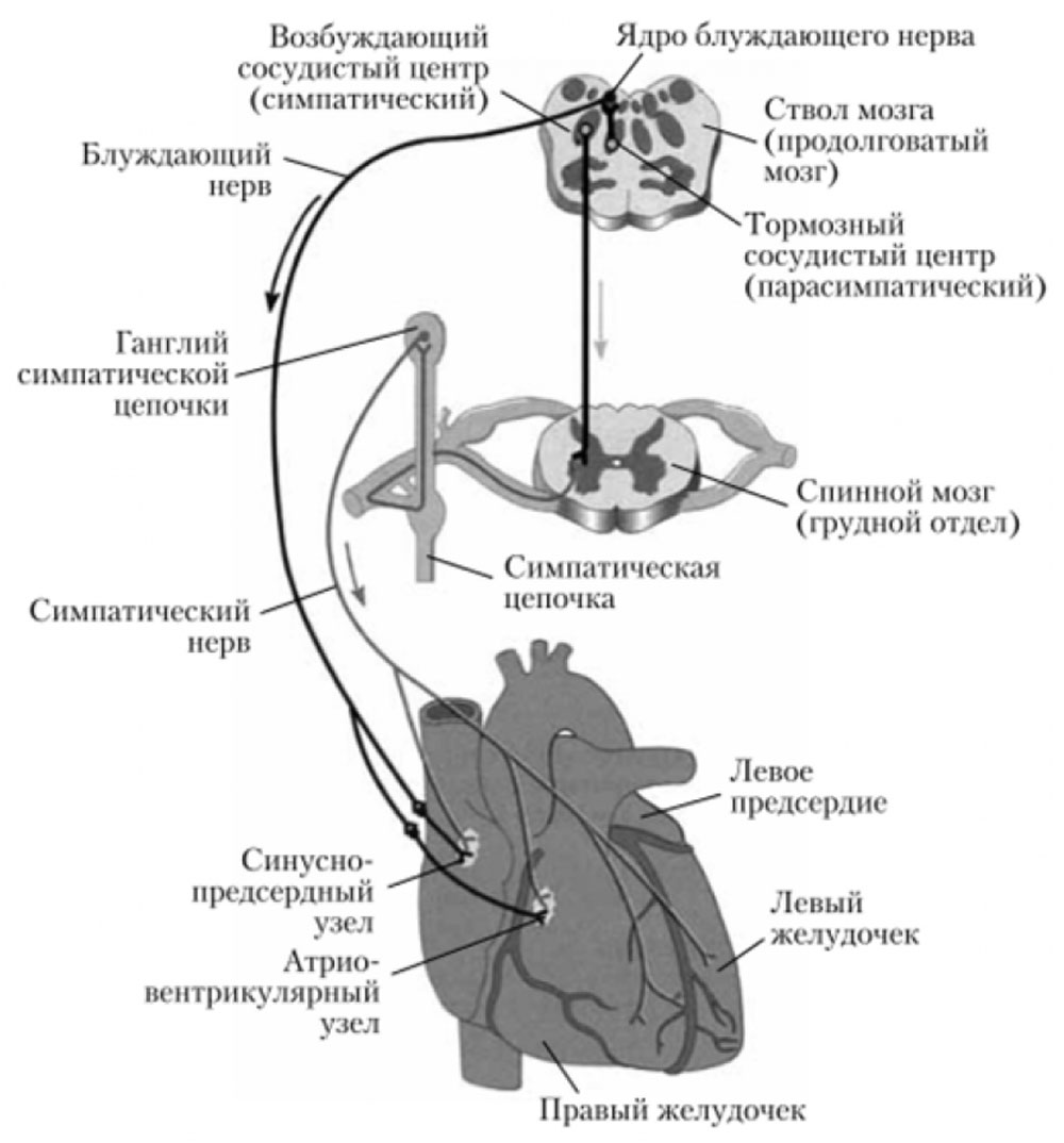 Иннервация блуждающего нерва. Блуждающий нерв иннервация сердца схема. Схема парасимпатической иннервации сердца. Схема регуляции деятельности сердца нервная. Парасимпатическая иннервация сердца физиология.