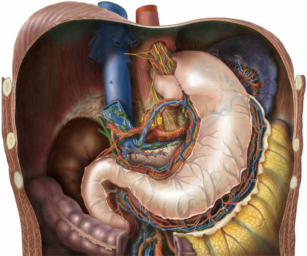 Рис. 5. Анатомическая схема органов верхнего этажа брюшной полости после операции