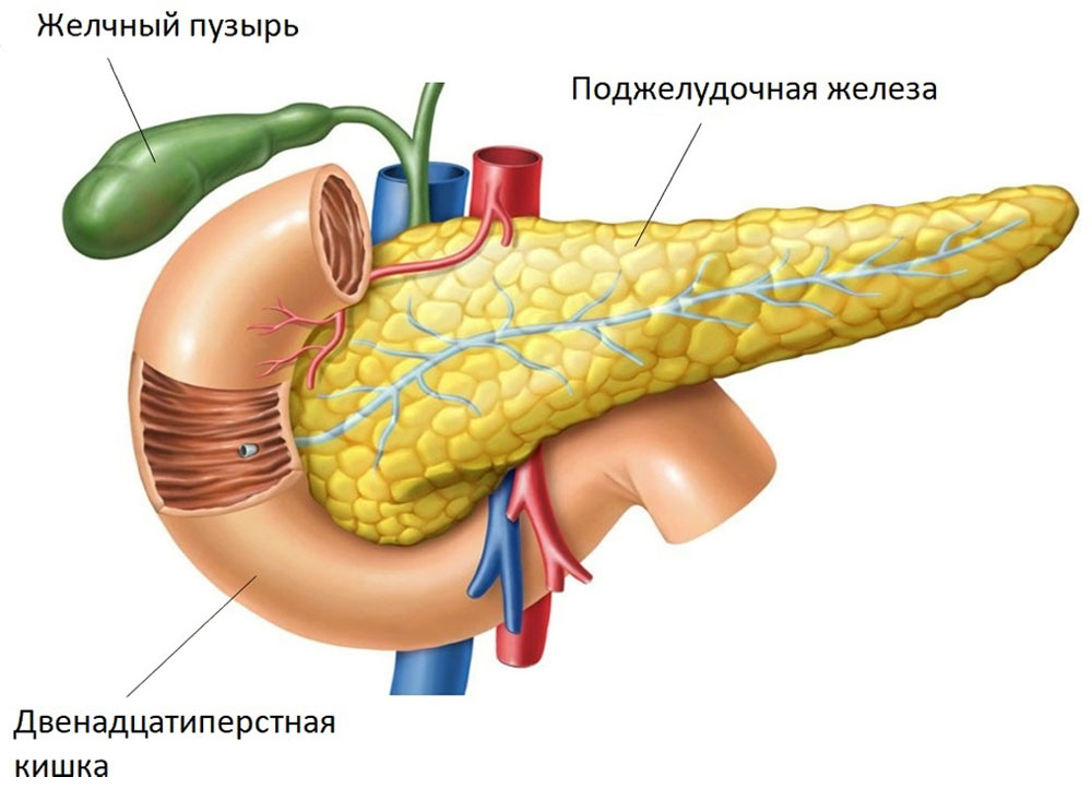 Рис. 1. Схематичное изображение топографии поджелудочной железы