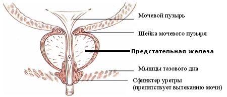 Женский Органы Фото С Надписями