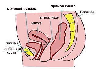 Торчащий клитор у женщин