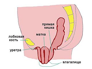 Где Находится Матка У Женщин Фото