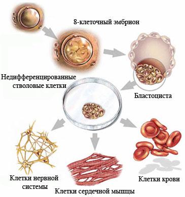 Недифференцированная стволовая клетка