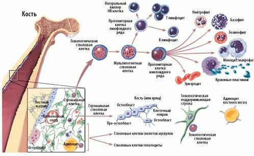 Схема кроветворения и дифференцировки стволовых клеток