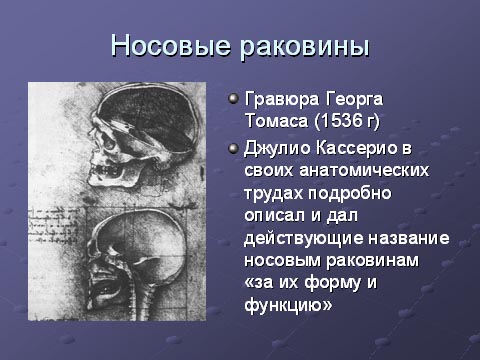 Носовые раковины